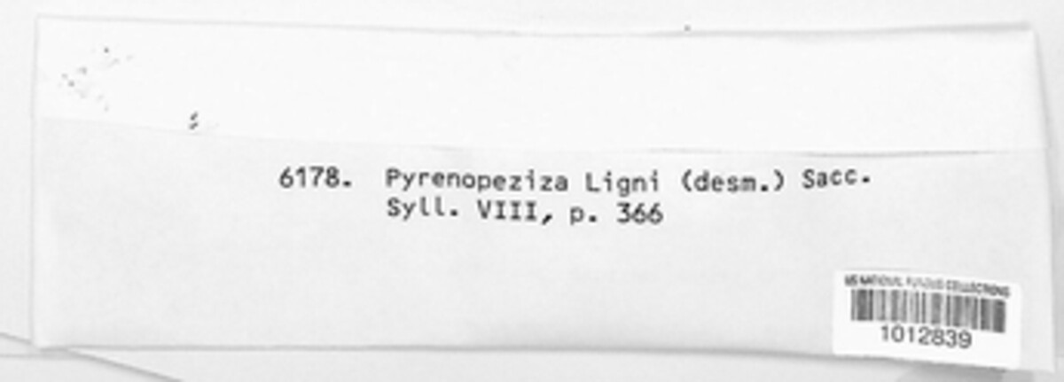 Mollisia ligni image